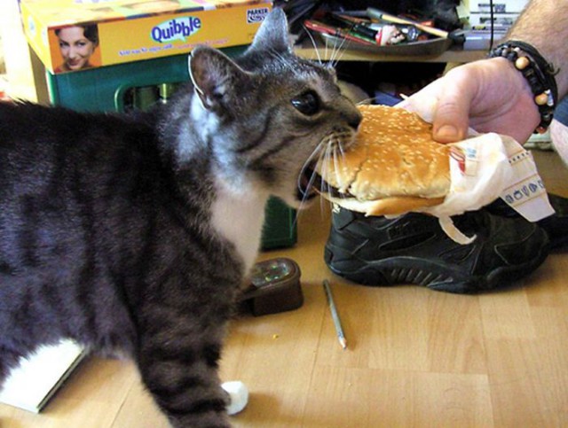 Коты и Кошки