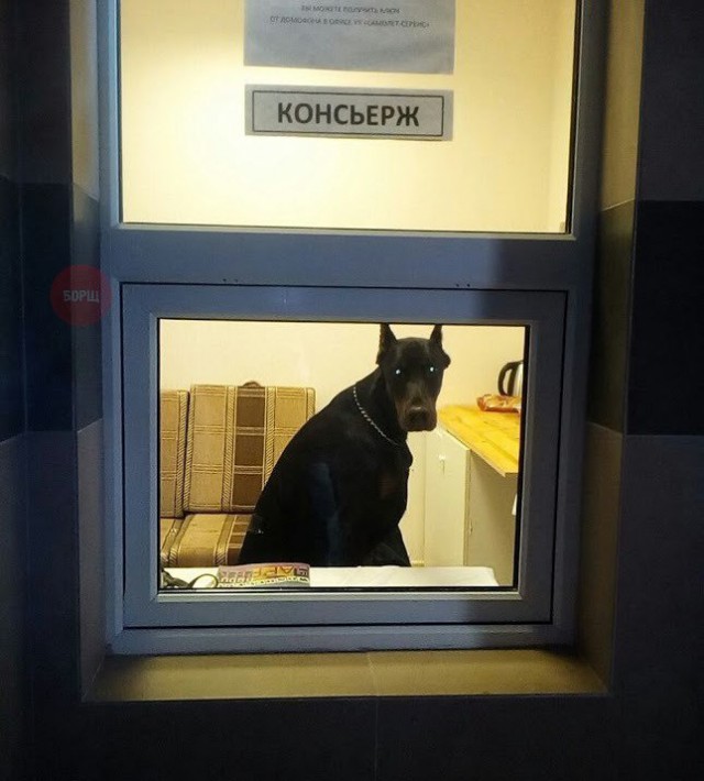 Подборка забавных животных