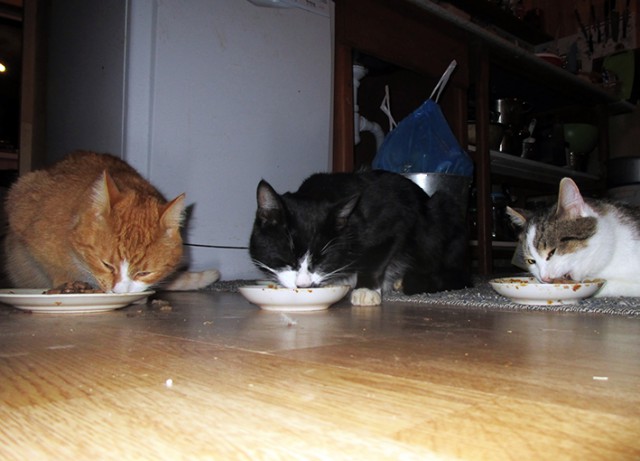 Котовторник  14.11.2017