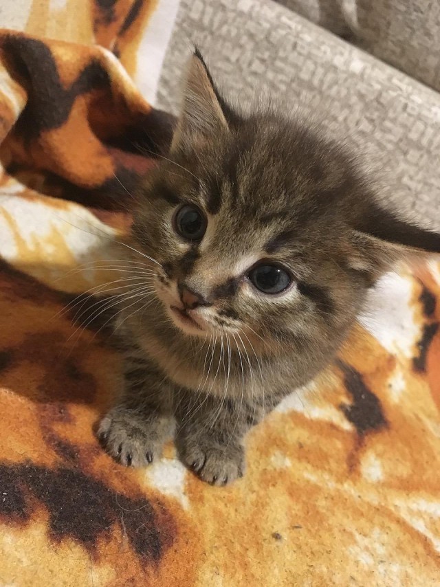 Коты и Кошки