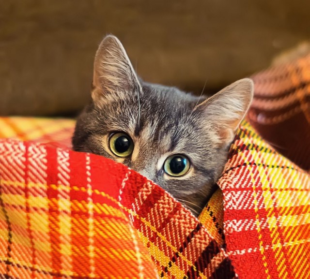 Прикольных котов пост