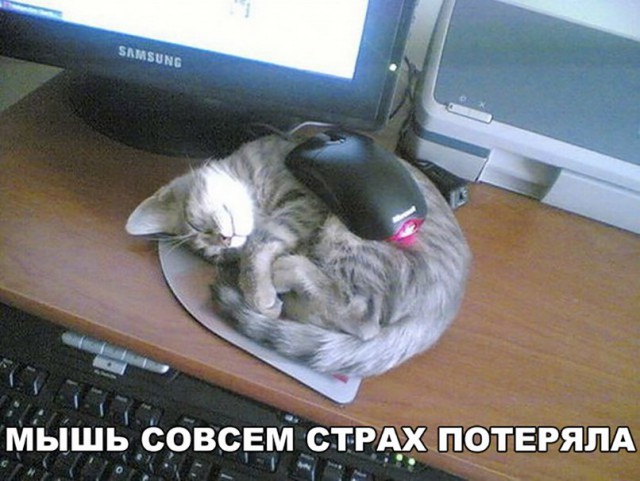 Фотобомбы котов