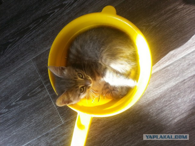 Котовторник ждали? А вот и он!