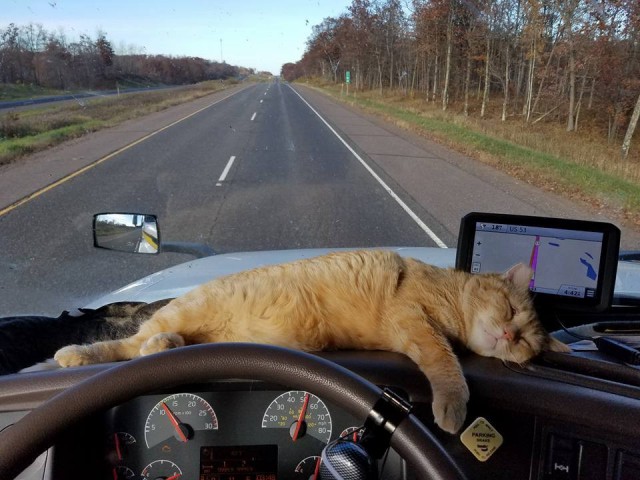 Прикольных котов пост