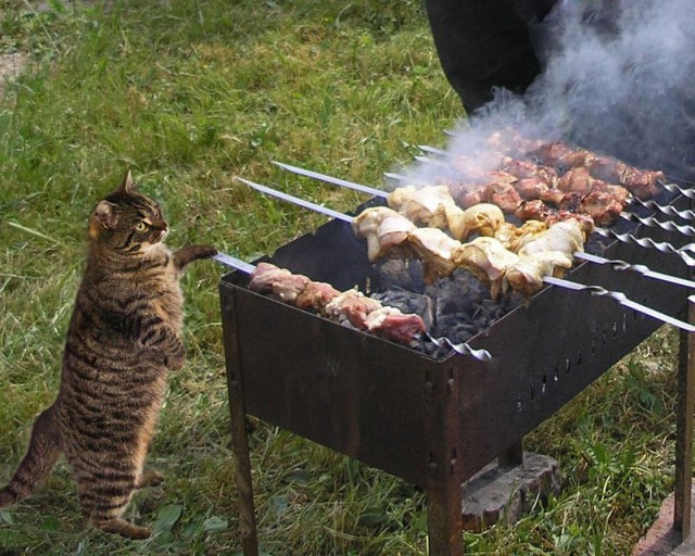 Прикольных котов пост