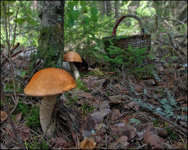 Мифы и факты о грибах в разгар сезона