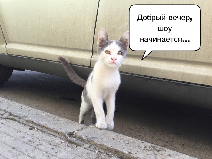 Коты Кубани