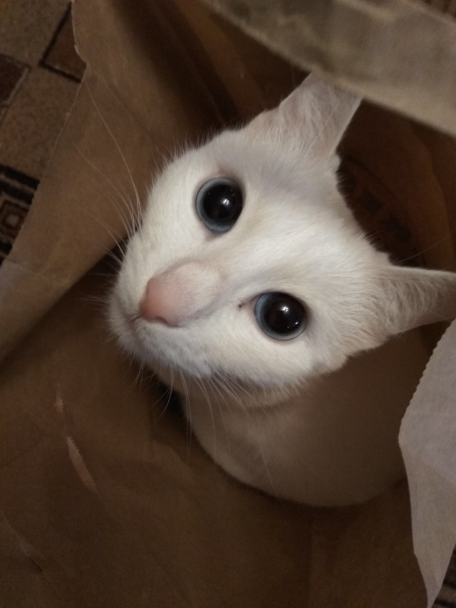 Котовторник 11.09.18.