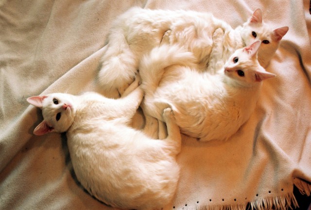 It's Catursday Fever! (Котовторник)