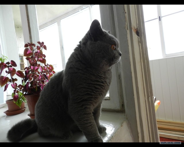 Котовторник стартует