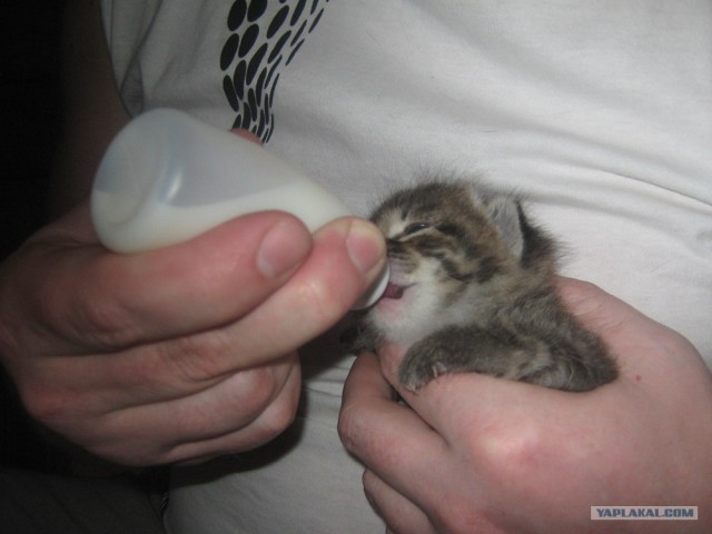 Котовторник  07.06.11