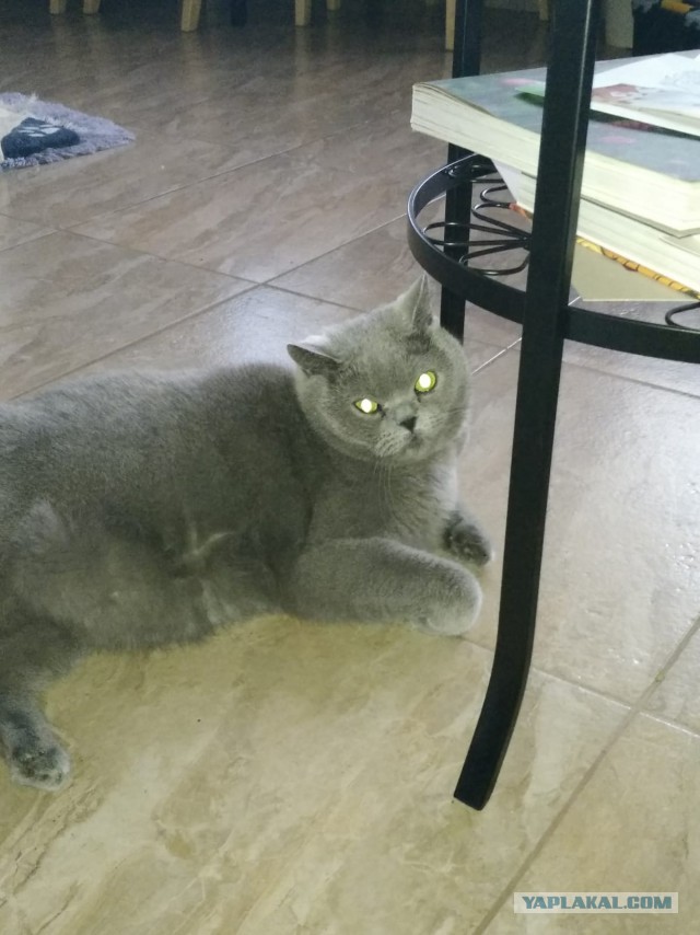 22 кота с сокрушительной харизмой, сопротивляться которой бесполезно