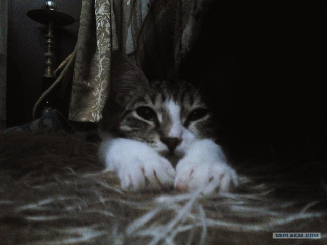 Котовторник (31.01.2012)