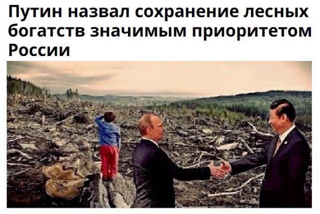 "У нас скоро лесов не останется": Путин призвал навести порядок в "криминализованном" лесном вопросе