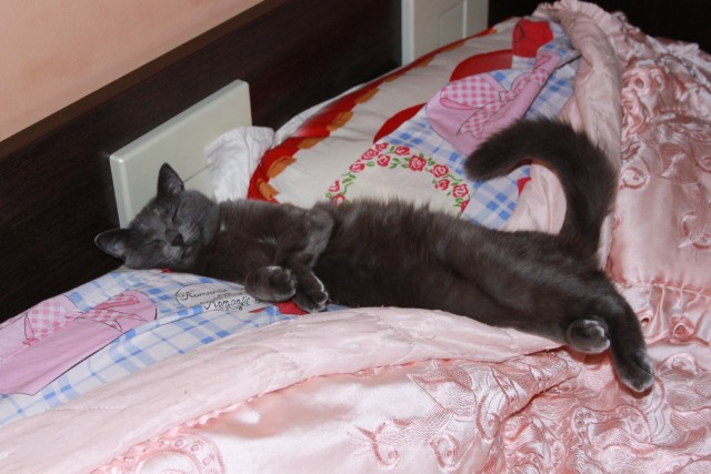Котовторник 20.03.2012