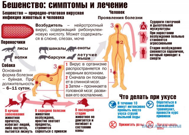 А вы видели милую лису с бешенством
