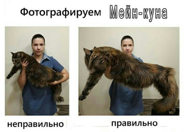 Забавные фото котеек