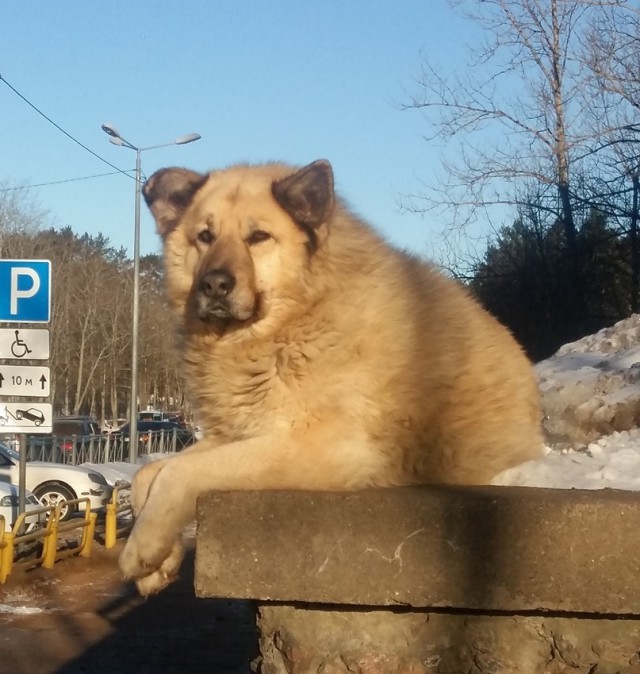 Живность из сети