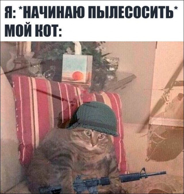 Анекдоты, соц-сети и картинки с надписями