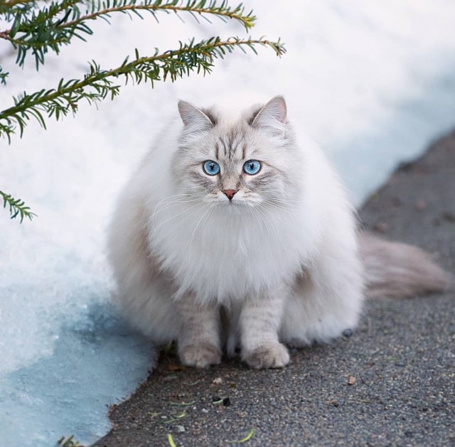 Милые животные. Мимиметр сломался
