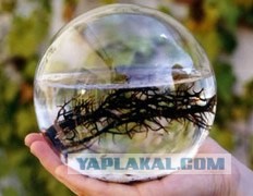 Шар жизни