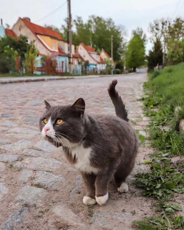 Живность из сети