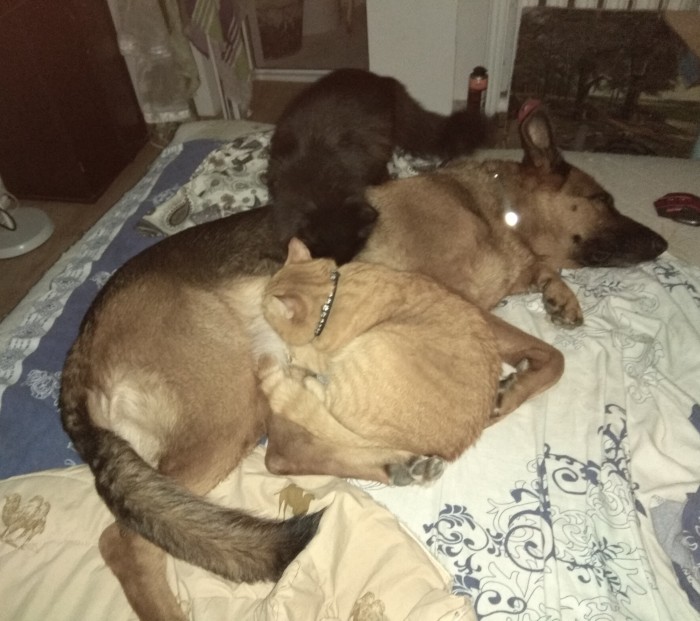 Что значит поза, в которой спит твоя кошка