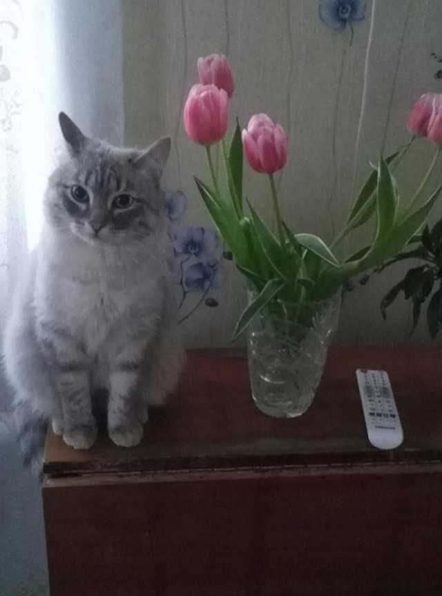 Котовторник. Добавляйте своих
