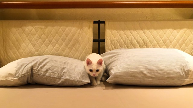 Котовторнику быть!