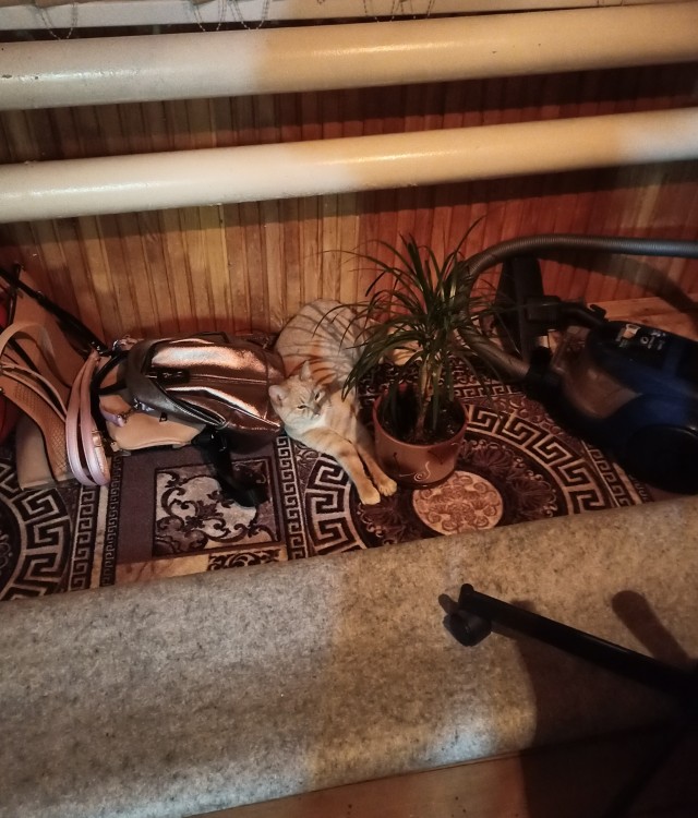 Котовторнику быть!