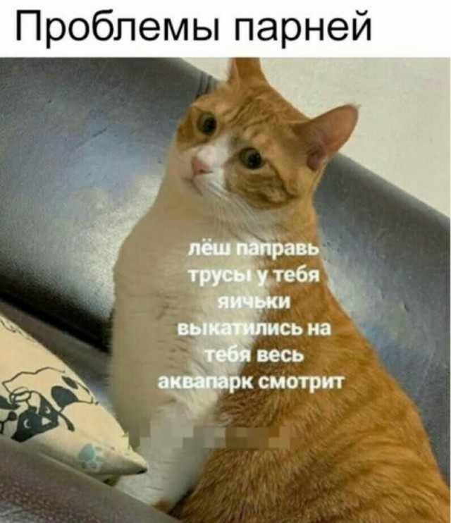 Картинки с котами и про котов