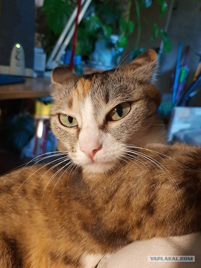 Вторник-кото