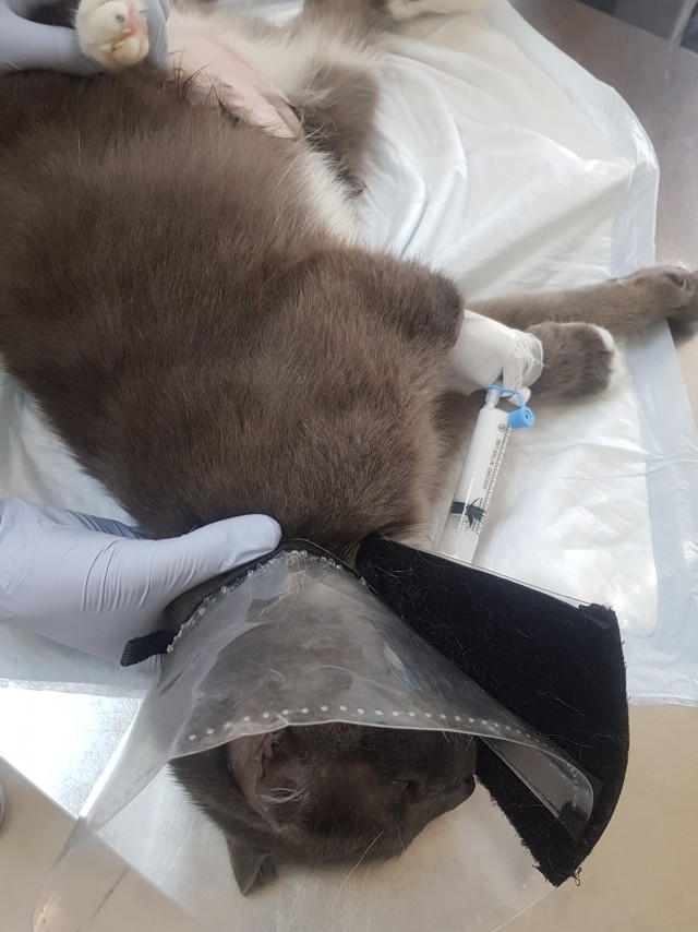 С котовторником!