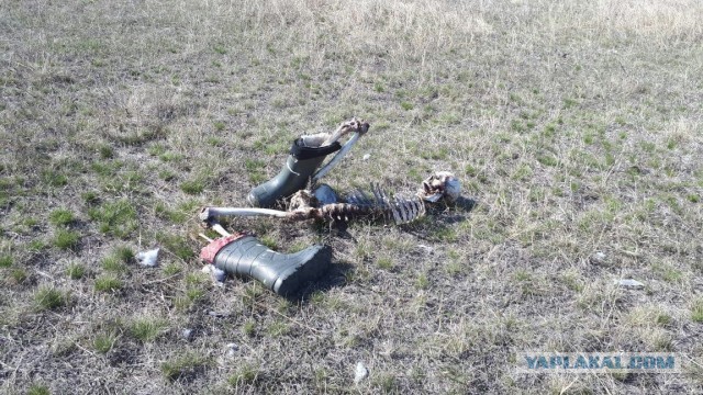 Что стало с медвежонком Мансуром, найденным 5 лет назад на аэродроме и выкормленым лётчиками из бутылочки
