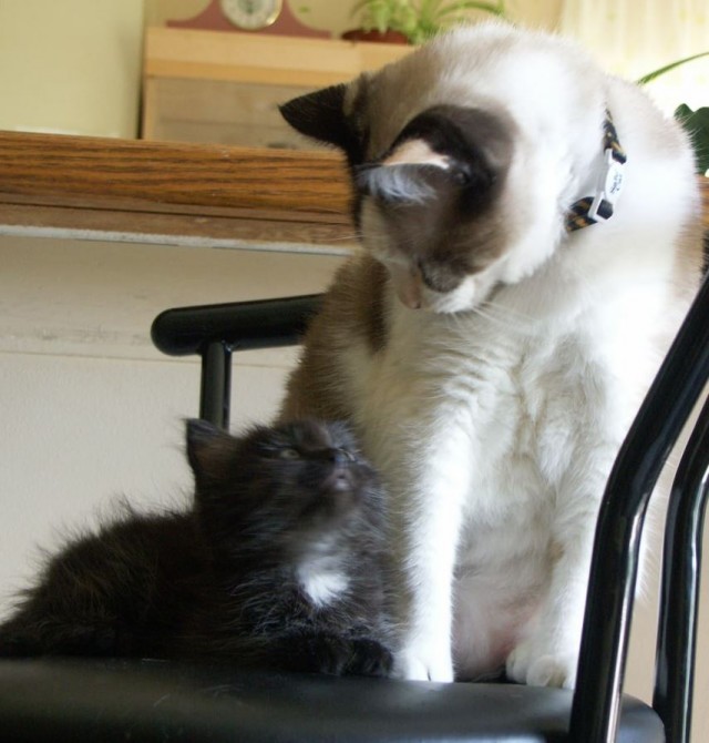 Коты в США - 2