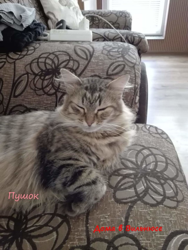 Жизнь домашнего приюта "Котоленд" 310