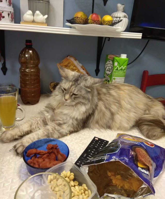 Коты, которые чихать хотели на ваше личное пространство