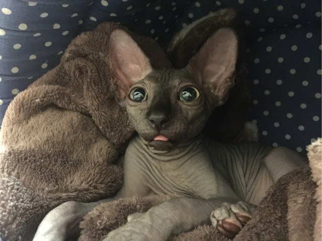 Вторник. Котэ. Пора