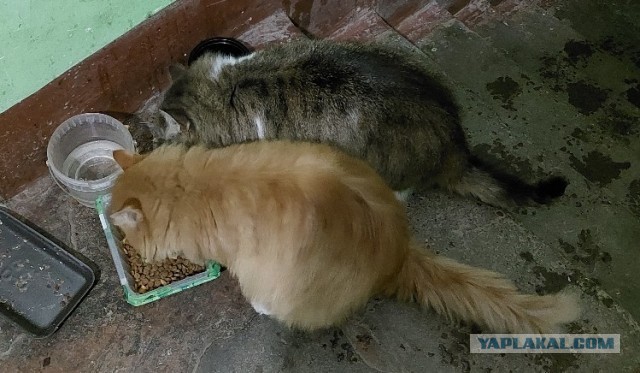 Жизнь домашнего приюта "Котоленд" 314