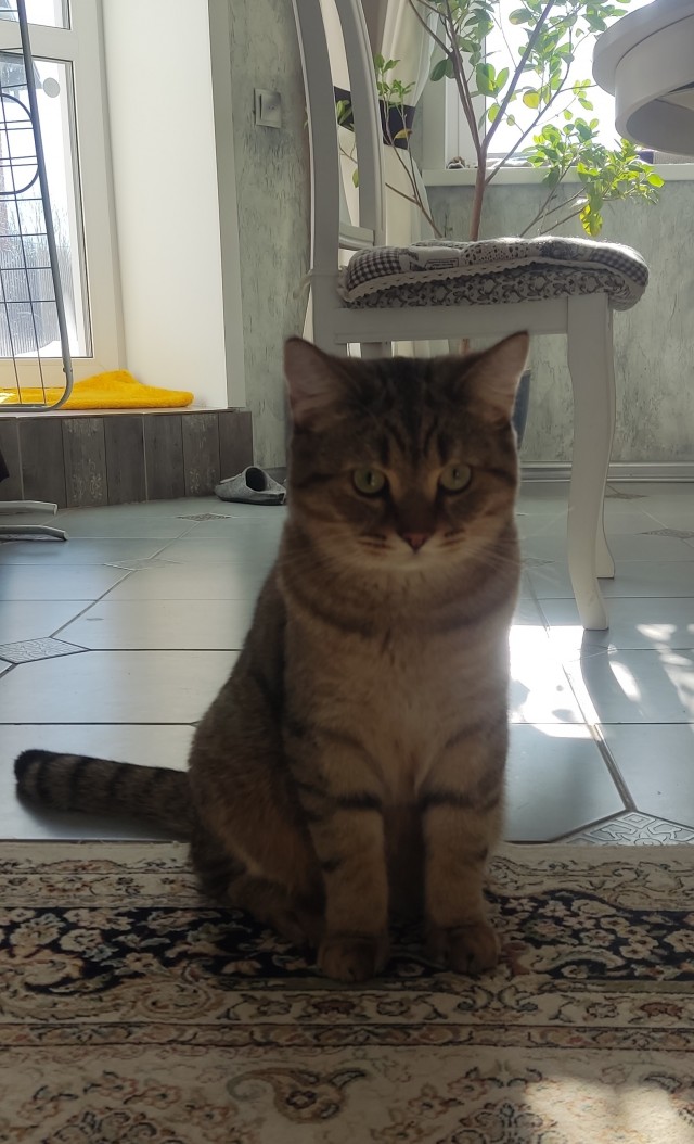 Котовторнику посвящается