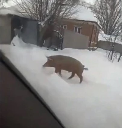 Кровавая бойня. Взбесившаяся свинья разорвала собаку, сожрала кур и напала на человека