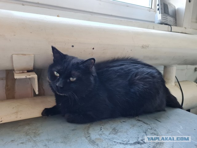 Котовторник вроде.