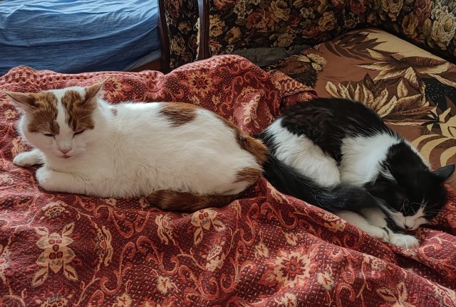 Коты. Филя, Пуся, Вася