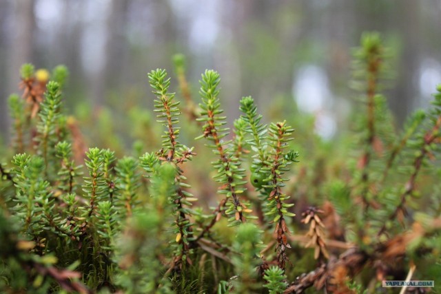 Кольский полуостров