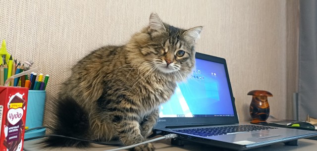 Котовторник 19.07.22