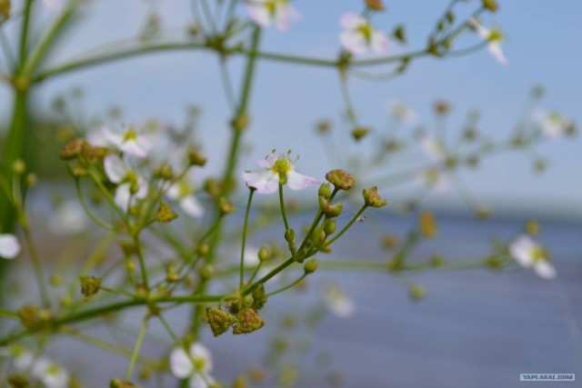 Отдых по-русски.