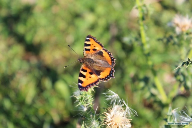 Розовые скалы. д. Бриштамак. Южный Урал.
