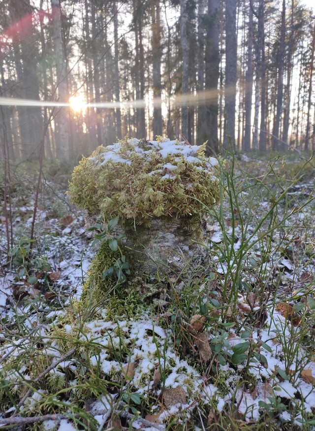Одно зимнее фото