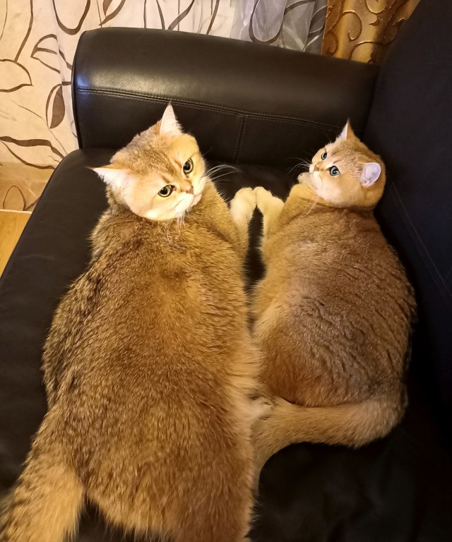 Коточетверг!