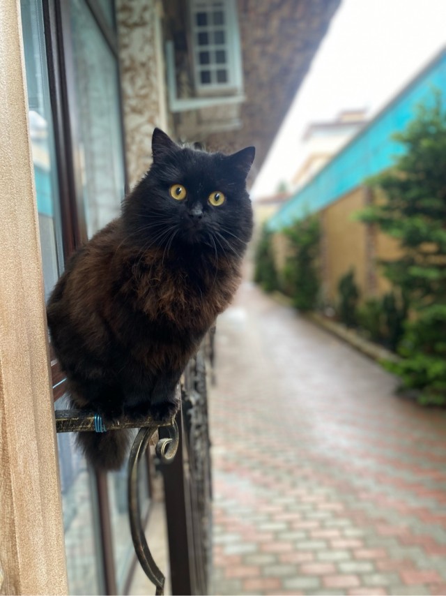 Комочек тьмы